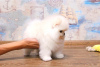 Дополнительные фото: Померанский шпиц девочка КСУ мишка купить собаку цуценя щенка подарок
