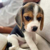 Фото №3. Healthy Beagle puppies for free adoption.  Германия