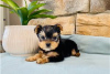 Дополнительные фото: Teacup Yorkshire Terrier Puppy for free adoption