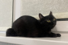 Дополнительные фото: Черная кошечка котенок Шэлли в дар добрым сердцам!