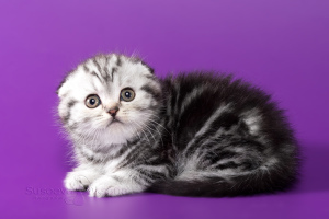 Дополнительные фото: Шотландские котята - серебристый мраморный мальчик
