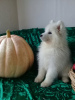 Фото №4. Продажа самоедскую собаку в Челябинске частное объявление, заводчик - цена 35000₽