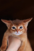 Дополнительные фото: Абиссинские котята дикого и сорель окраса