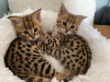 Фото №3. Доступны котята Саванна Ф1 и Ф2. Хорватия