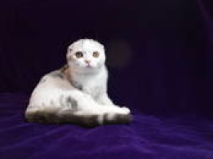 Фото №3. Продается чистокровный котенок скотиш фолда, отличного породного типа. Беларусь