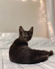 Фото №3. Уникального окраса котенок Дамбо в добрые руки. Россия