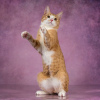 Дополнительные фото: Гарик-котик без хвоста, ласковый, умный-ищет дом.