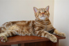 Фото №3. Шотландский котенок Циннамоновый мрамор. Беларусь