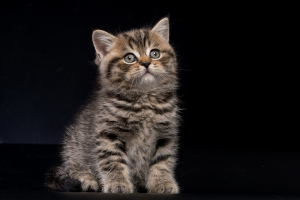 Дополнительные фото: Британские котята - шикарная девочка черное пятно