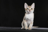 Фото №3. Сингапурская кошка. США