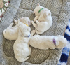 Дополнительные фото: Maltese puppies 3 boys