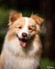 Дополнительные фото: Щенки бордер-колли, самой умной собаки в мире