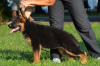 Дополнительные фото: Питомник немецких овчарок TSARI&GRANT предлагает щенков
