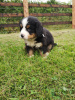 Фото №3. Cute Bernese Mountain puppies for free adoption.  Германия