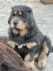 Дополнительные фото: Тибетский мастиф голубо-подпалые собаки