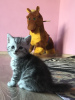 Фото №3. Шотландский котенок девочка (скотиш - страйт).. Россия