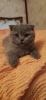 Фото №3. Продам чистокровных шотландских вислоухих котят, скоттиш фолд. Франция