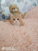 Фото №3. Британский котенок. Россия