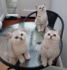 Фото №3. Шикарные британские короткошерстные котята для вас. США