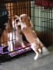 Фото №3. Adorable Cavalier King Charles Puppies for free adoption.  Германия