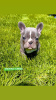 Дополнительные фото: Hello, french bulldog puppies for sale.