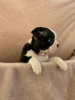 Дополнительные фото: Adorable Boston Terrier Puppies for free adoption