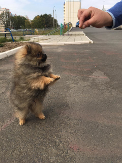 Дополнительные фото: Щенок шпица