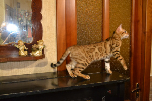 Фото №3. Бенгальский котенок Islav Lavr Laver. Украина