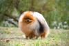 Дополнительные фото: Сute black&tan Pomeranian puppy