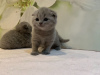 Дополнительные фото: Породистые котята шотландской вислоухой породы уже доступны для продажи в