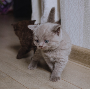 Фото №3. Продаются британские котята. Россия