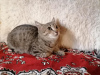 Фото №3. Милый мурчащий котенок Бася в добрые руки. Россия