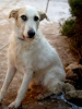 Дополнительные фото: Ищет свою семью совершенно потрясающий пёс Светлячок!