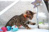 Фото №3. Продаются привитые котята бенгальской кошки.. Германия