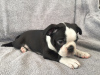 Фото №3. Adorable Boston Terrier Puppies for free adoption.  Германия