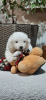 Фото №1. самоедская собака - купить в Sremska Mitrovica за договорная. Объявление №37414