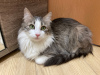 Дополнительные фото: Чудесная молодая кошечка котенок Лиза ищет дом и любящую семью!