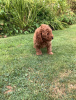 Дополнительные фото: Cute Toy poodle puppies available for free adoption