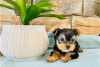 Фото №3. Teacup Yorkshire Terrier Puppy for free adoption.  Германия