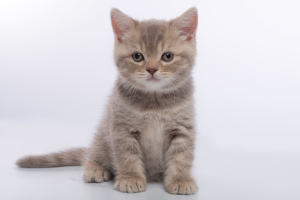 Дополнительные фото: Британские котята - лиловый пятнистый мальчик