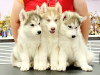 Дополнительные фото: Предлагаются к продаже щенки породы сибирский хаски.От прекрасных