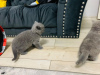 Дополнительные фото: Aanbiddelijk Blauw Brits Korthaar Kitten