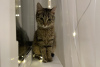 Дополнительные фото: Нежная полосатая кошечка котенок Шпротя ищет дом и любящую семью!