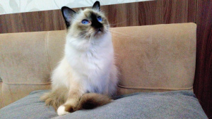 Дополнительные фото: Священная Бирма - красивая кошка с хорошим характером!!!