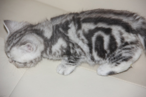 Дополнительные фото: британская мраморная кошка