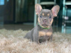 Фото №3. Adorable French bulldog Puppies for free adoption.  Германия