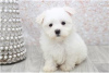 Фото №3. Cute Maltese puppies available for free adoptoin.  Германия