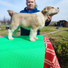 Дополнительные фото: Central Asian shepherd dog Alabai Алабай САО