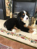 Фото №3. Cute Bernese Mountain puppies for free adoption.  Германия