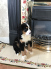 Фото №3. Cute Bernese Mountain puppies for free adoption.  Германия